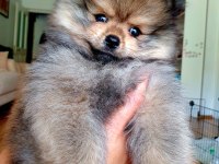 Ucuz pomeranian çip aşı tuvalet var