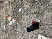 7 aylık 3 adet horoz