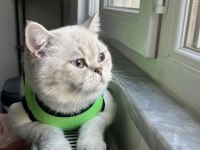 2 Yaşında Blue Point Dişi British Shorthair Kedimiz