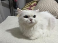 EVINIZIN BRİTİSH PRENSESI
