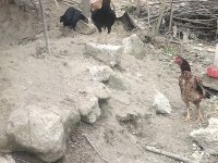 1 yaşında Brezilya Hint horozu