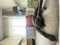 Arif Yuva Arıyor British Shorthair