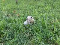 Anatomi harikası dişi french bulldog yavrumuz