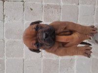 Çok tatlı Boxer Yavrum