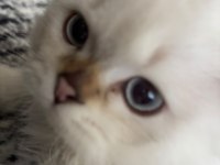 Yakışıklı oğlan scottish fold