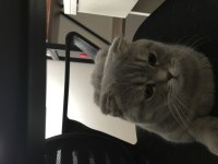 Bursa Scottish Fold