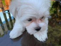 Maltese terrier bebek köpekler