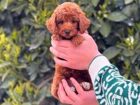 3 aylık erkek toy poodle