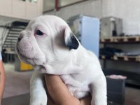 French bulldog köpeğimiz sütten kesildi