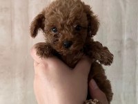 Red Toy Poodle