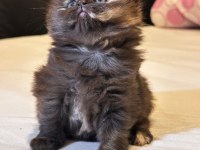 Scottish fold yavrularımız ayı surat
