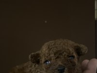 Muhteşem Poodle Bebekleri
