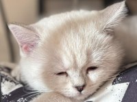 4 aylık british shorthair bütün malzemeleri ile verilecek