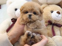 FİNCAN BOY MALTİPOO BEBEKLERİM KAPIDA ÖDEMELİ