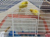 Alman tepe erkek portakal dişi kanaryalar