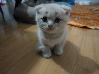 Scottish fold yavrular