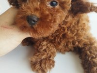 Safkan Red Brown Toy Ve Kore Dişi Poodle Yavrular