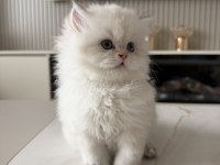 British Longhair Erkek Yavru