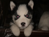 Muhteşem Sibirya Kurdu (Husky) Yavrularımız