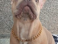 French bulldog köpeğimize eş arıyoruz