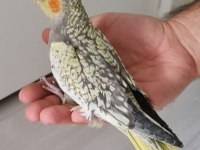 45 Günlük Uysal Isınmayan Sağlıklı Sultan Papağanı