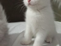 British shorthair sevimli yavrular