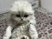1.5 aylık scottish longhair safkan yavrular