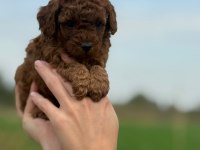 Mocha tadında toy poodle bebeklerim