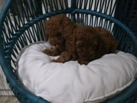 Poodle Uzun kulaklar
