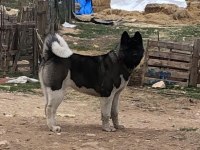 Amerikan Akita Yavru Erkek-Dişi