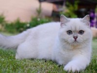 British shorthair erkek