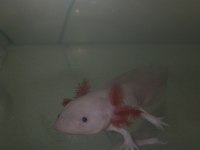 ACİL SATILIK LEUCISTIC AXOLOTL YEM VE AKVARYUMLA BIRLIKTE