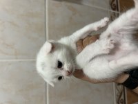 6 haftalık yavru kediler