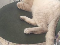 British shorthair Alfee yuva arıyor