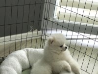 Pomeranian boo bebeğim