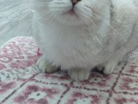 British shorthair kızımıza yeni yuva arıyoruz