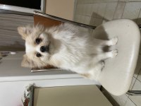 1 yaşında erkek eğitimli pomeranian