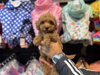 Toy Poodle güzelliği