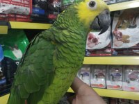 Full evcil konuşan oyun hamuru gibi amazon papağanı KOKO