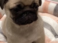 DÜNYA TATLISI PUG YAVRULARI