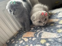 En sevimli bebek kedilerim