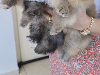 Pomeranian köpeği