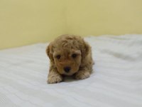 IRK GARANTİLİ MALTİPOO YAVRULARI