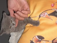 Safkan Scottish Fold
