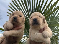 Labrador retriever yavrular