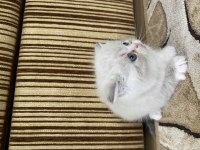 Minik yavrularımıza yuva arıyoruz british shorthair