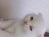 Pamuk scottish fold oğlum