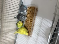 JUMBO MUHABBET YAVRULARI YEME DÜŞMÜŞTÜR