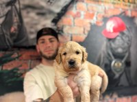 Burkem çiftliğimizden golden retriever dostunuz