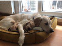 4 yaşında köpeğimiz adı ayran, sahiplendirmek istiyoruz